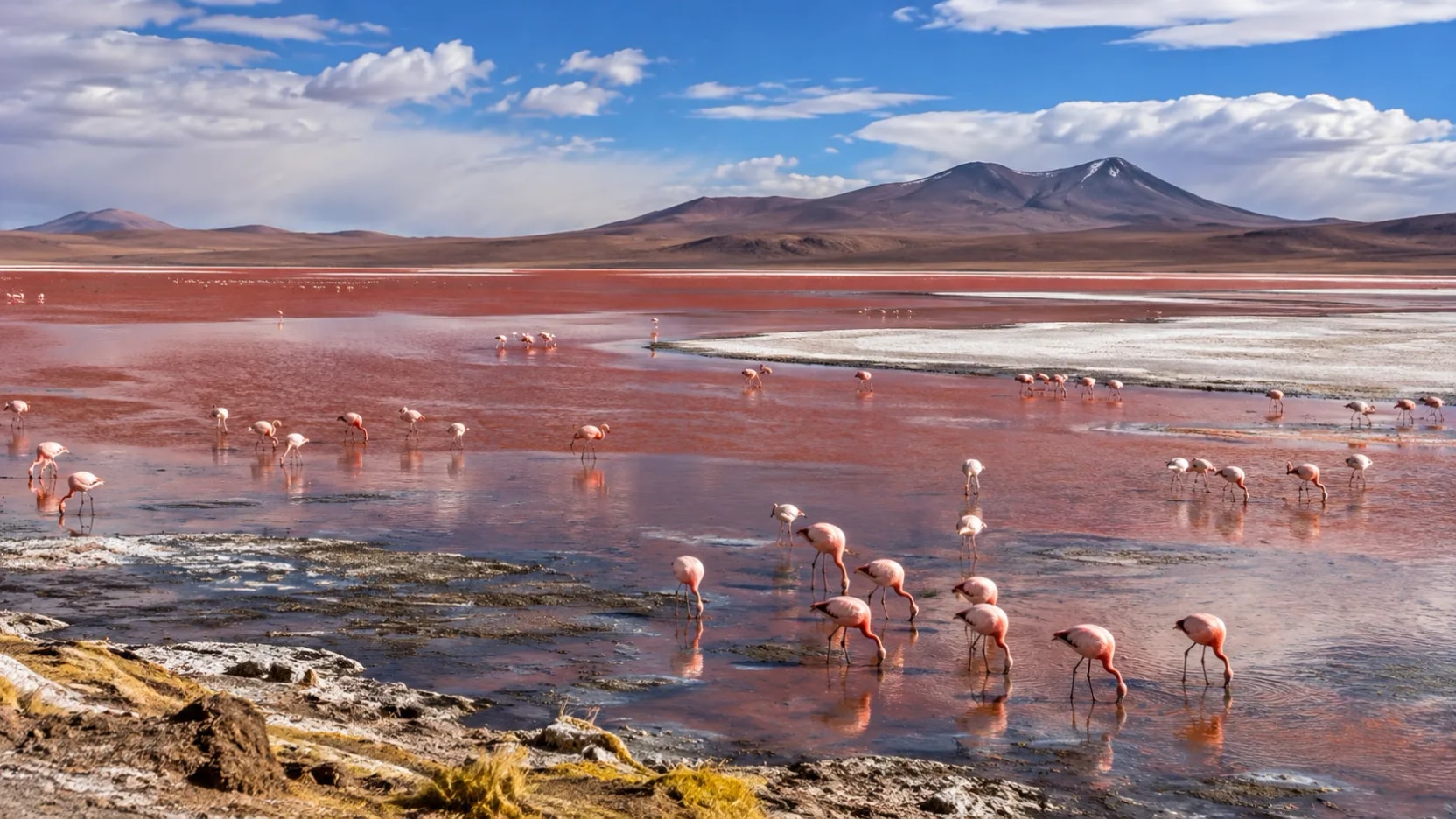 Por que a Laguna Colorada é vermelha e atrai tantos flamingos?